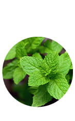 Ingredient 1